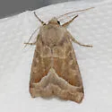Hydraecia obliqua - Hodges#9512 - photo 4