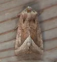 Hydraecia perobliqua - Hodges#9515