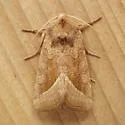 Hydraecia perobliqua - Hodges#9515 - photo 4
