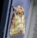 Hydraecia stramentosa - Hodges#9516