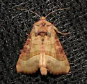 Hydraecia stramentosa - Hodges#9516 - photo 2