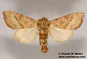 Hydraecia stramentosa - Hodges#9516 - photo 3