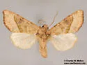 Hydraecia stramentosa - Hodges#9516 - photo 4