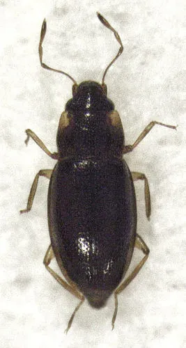 Hydraena ambiflagellata