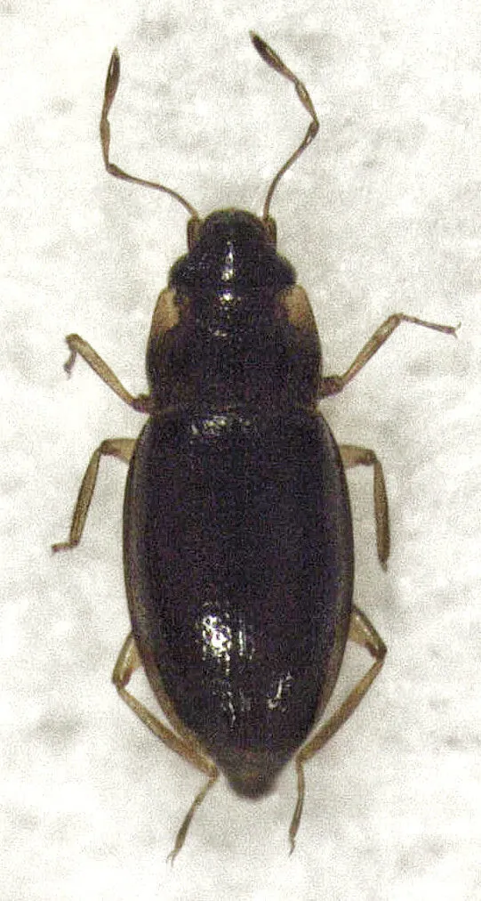 Hydraena ambiflagellata - photo 2