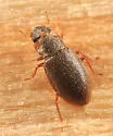 Hydraena americana