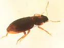 Hydraena americana - photo 2