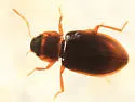 Hydraena americana - photo 3