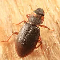 Hydraena americana - photo 4