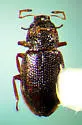 Hydraena angulicollis