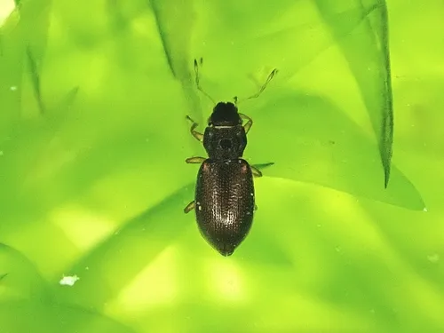 Hydraena balearica