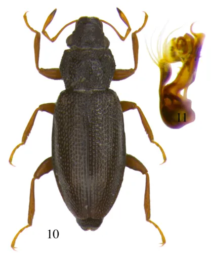 Hydraena britteni