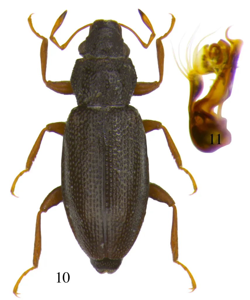 Hydraena britteni - photo 2