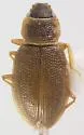 Hydraena circulata
