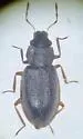 Hydraena circulata - photo 2
