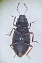 Hydraena circulata - photo 3