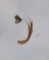 Hydraena circulata - photo 4