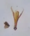 Hydraena circulata - photo 5