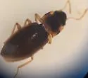 Hydraena marginicollis