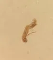Hydraena marginicollis - photo 2