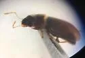 Hydraena marginicollis - photo 3