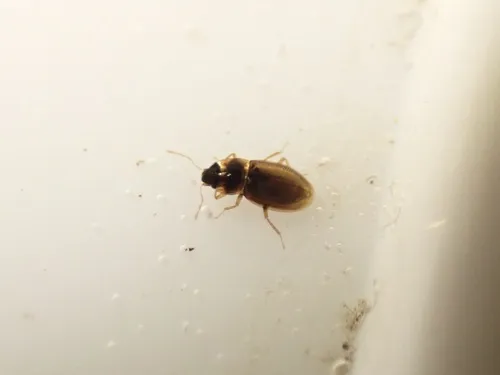 Hydraena miyatakei