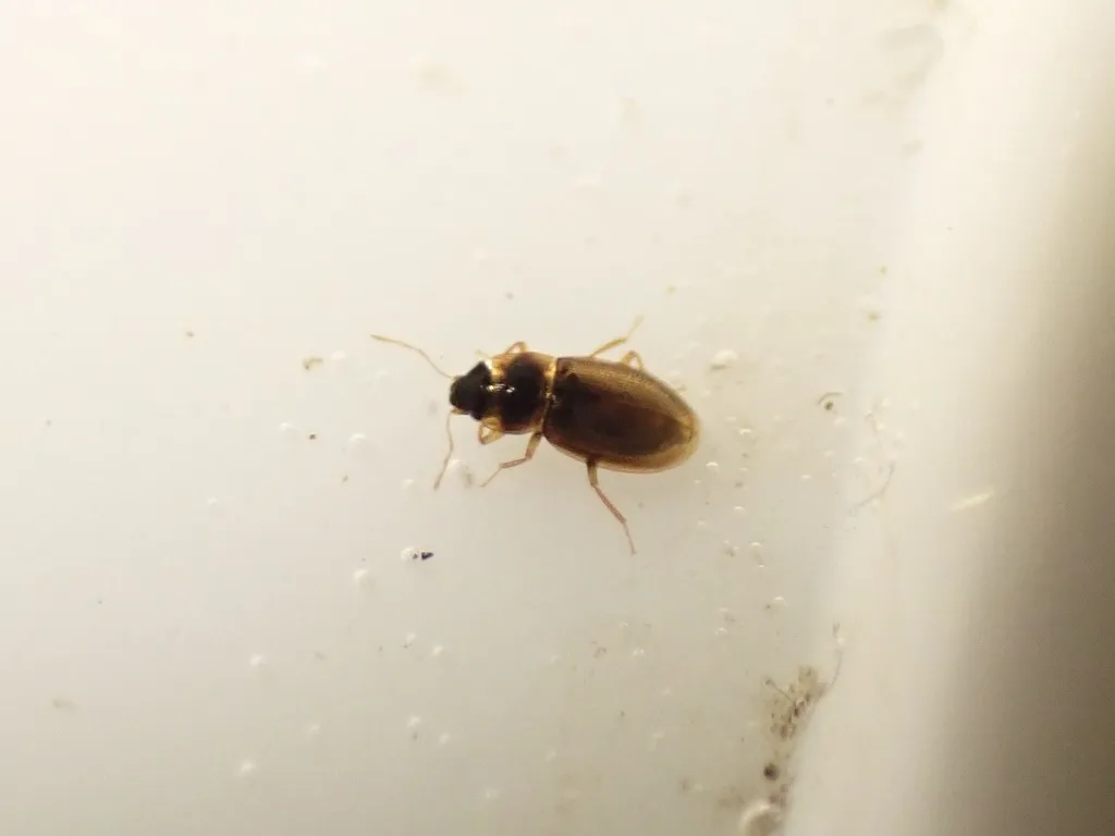 Hydraena miyatakei - photo 2