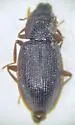 Hydraena occidentalis