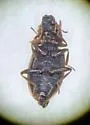 Hydraena occidentalis - photo 2