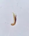 Hydraena occidentalis - photo 3