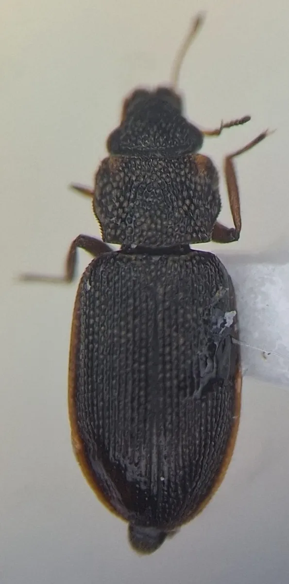 Hydraena pacifica - photo 2