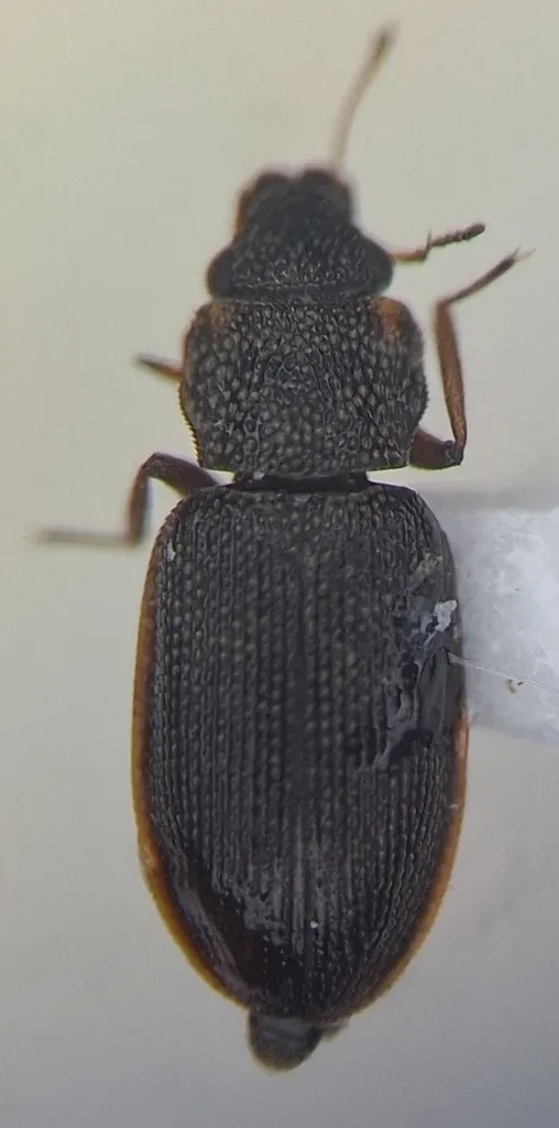 Hydraena pacifica - photo 3