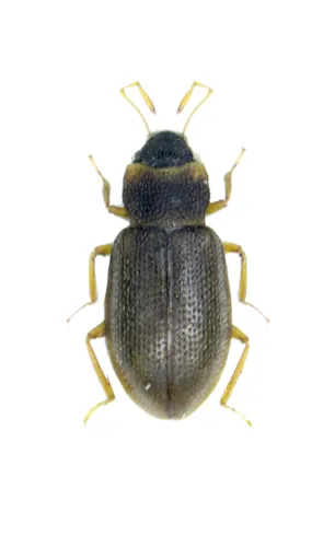 Hydraena palustris