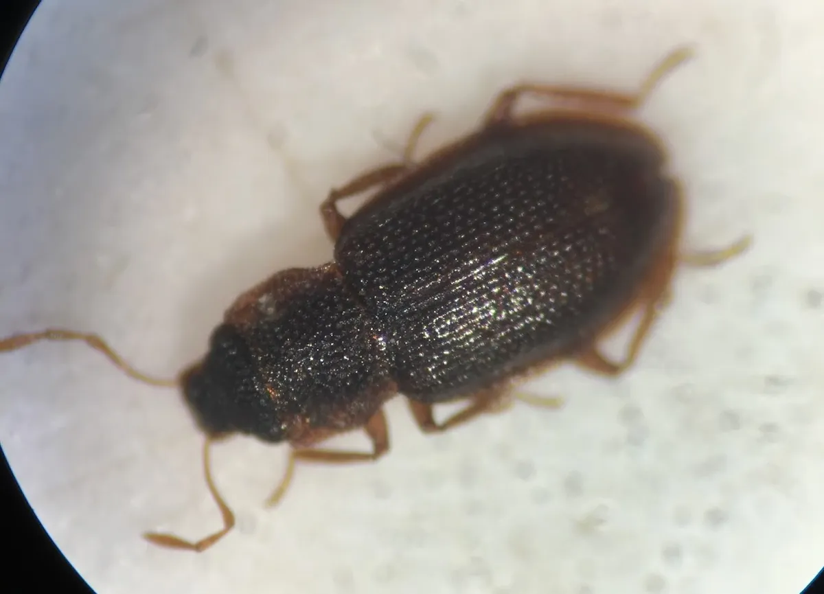 Hydraena pensylvanica - photo 3