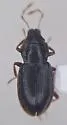 Hydraena petila