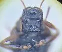 Hydraena petila - photo 3