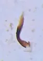 Hydraena petila - photo 5