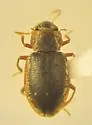Hydraena quadricurvipes