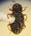Hydraena quadricurvipes - photo 2