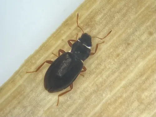 Hydraena riparia