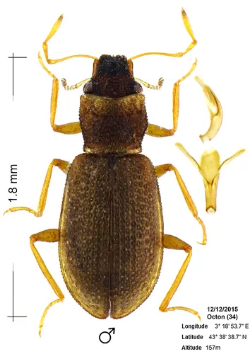 Hydraena testacea