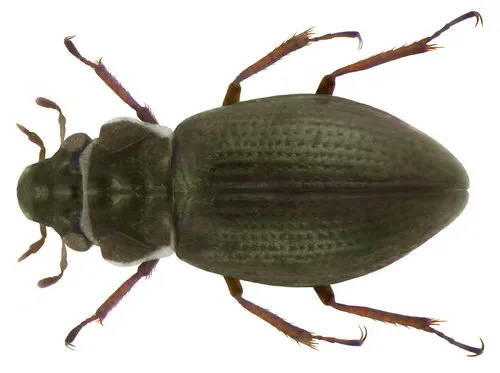 Minute Moss Beetles - Hydraenidae