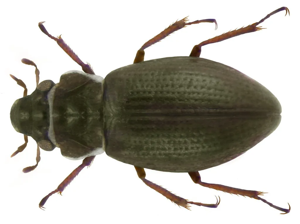 Minute Moss Beetles - photo 2