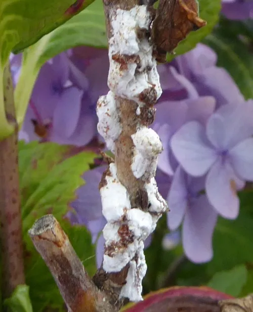 Hydrangea Scale Insect - Pulvinaria hydrangeae