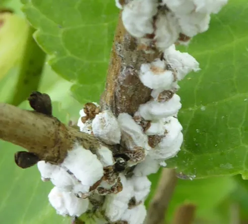 Hydrangea Scale Insect - photo 2