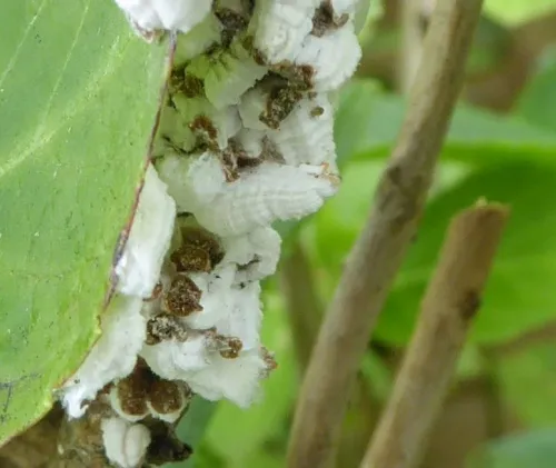 Hydrangea Scale Insect - photo 3