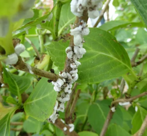 Hydrangea Scale Insect - photo 4