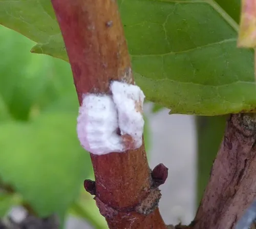 Hydrangea Scale Insect - photo 5