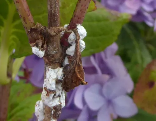 Hydrangea Scale Insect - photo 6