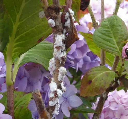 Hydrangea Scale Insect - photo 7